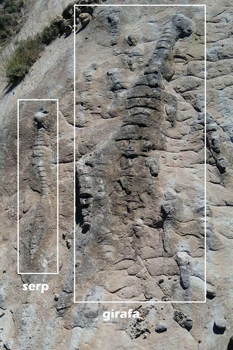 Sendero en un bosque  El contenido generado por IA puede ser incorrecto.